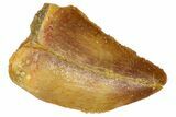 Serrated, Baby Carcharodontosaurus Tooth - Morocco #361035-1